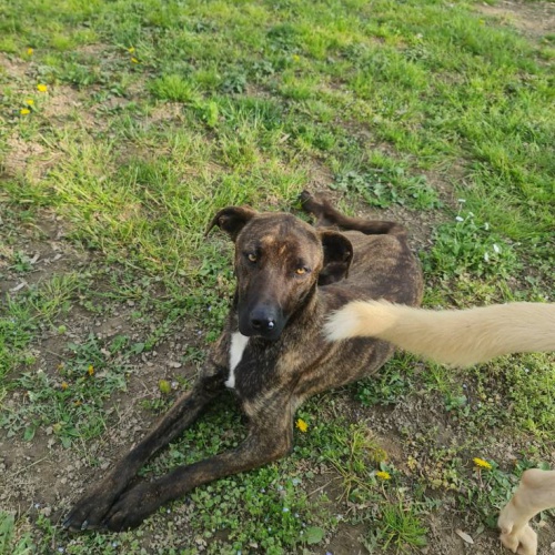 vito