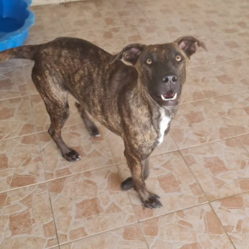 vito