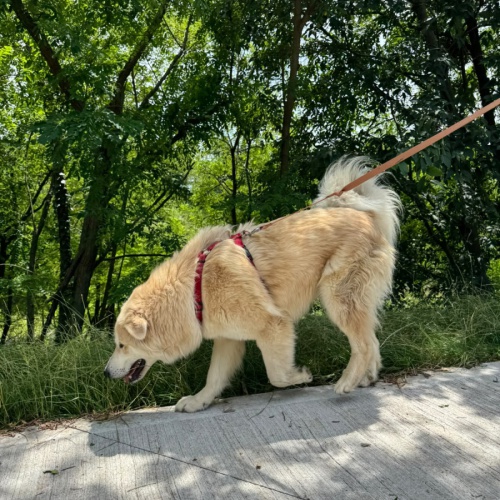 ALDO
