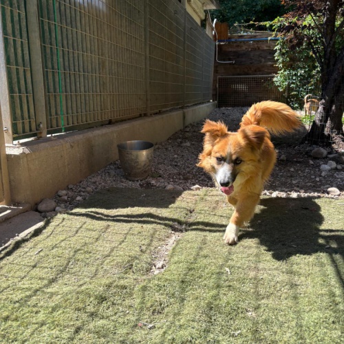 FIDO