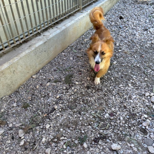 FIDO