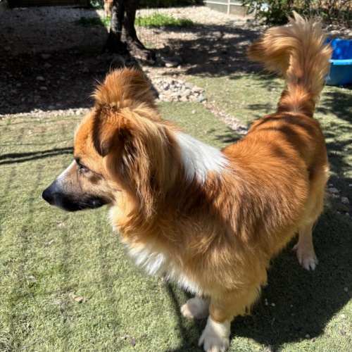 FIDO