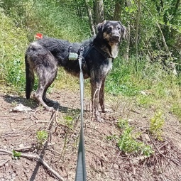 BALOO