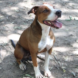 TYSON