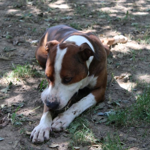 TYSON