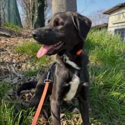 RUDI