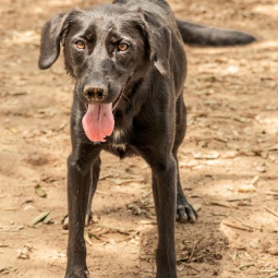 STELLA