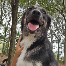 BALOO