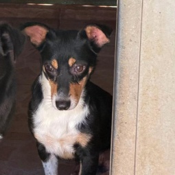PINNA