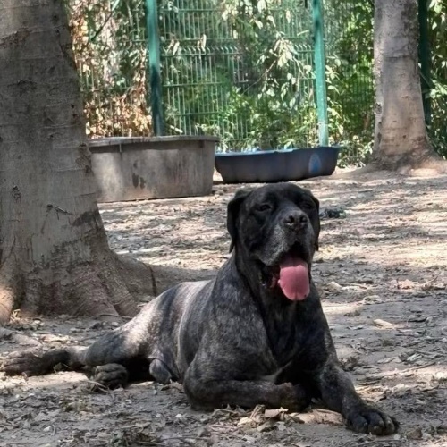 BULLO