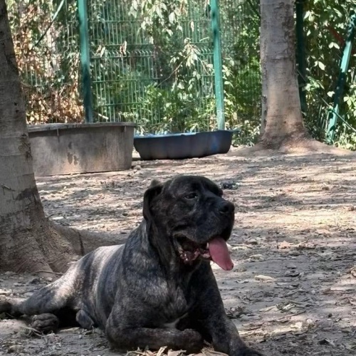 BULLO