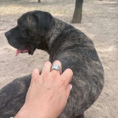 BULLO