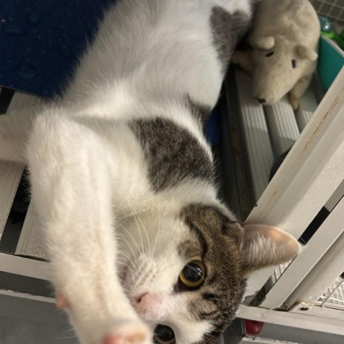 Oscar