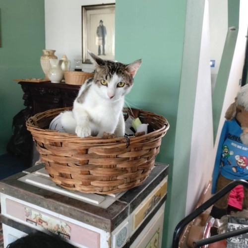Oscar